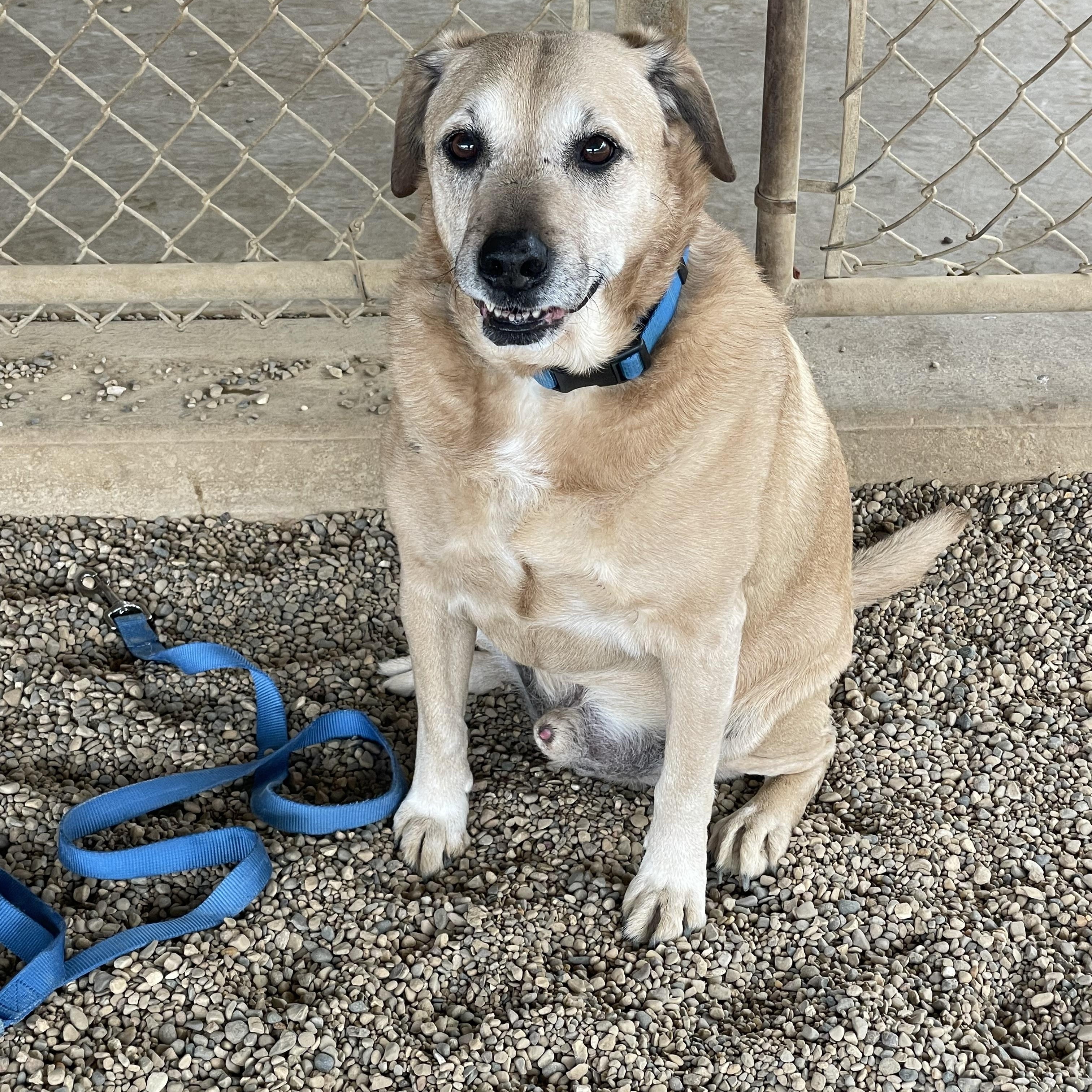 Enlarge Sammy, an adoption pending mixed breed in Lacon, IL image 2/3