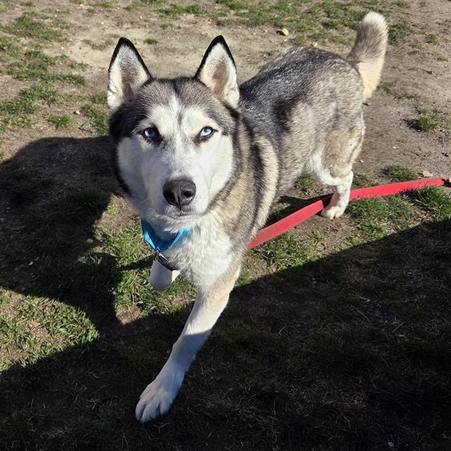 Enlarge NYMERIA, a Adoptable Siberian Husky in Centerville, MA image 1/1