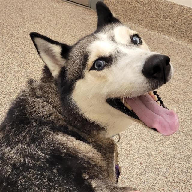 NYMERIA, Adoptable, Adult Female Siberian Husky.