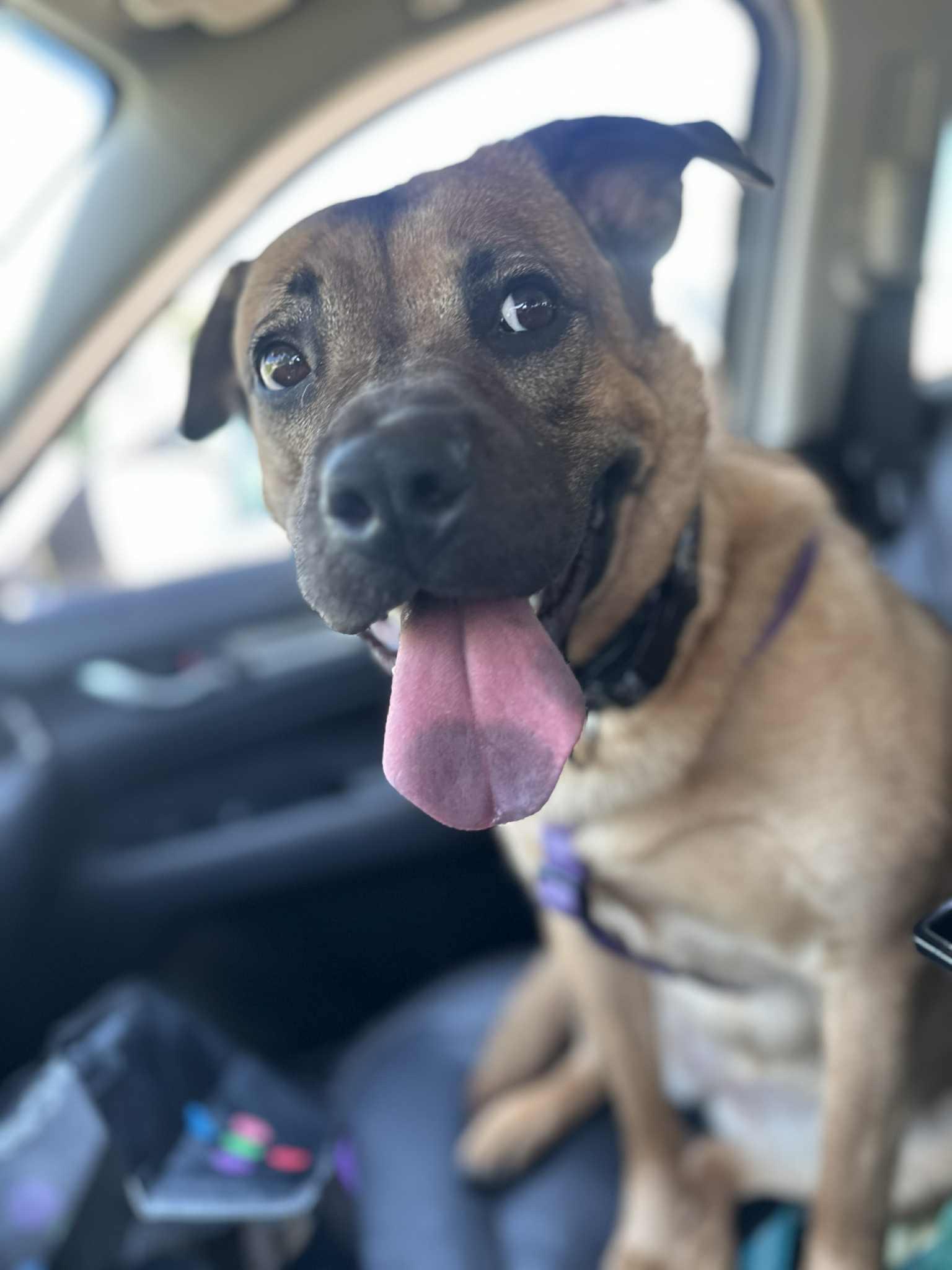 Jinx, a Adoptable mixed breed in New Hamburg, ON image 4/6