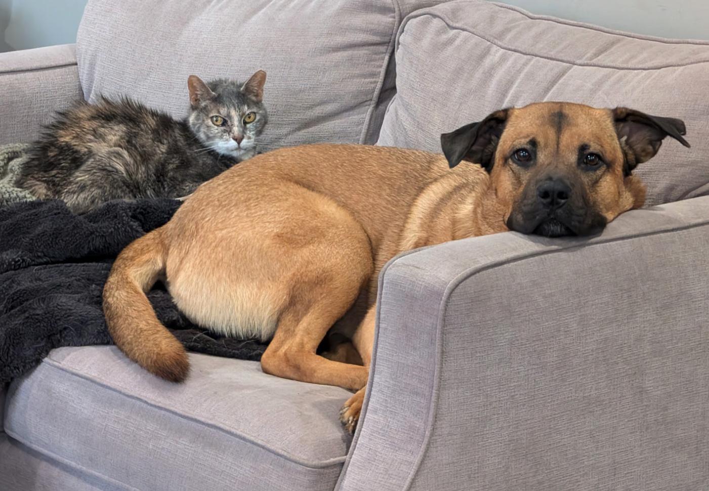 Jinx, a Adoptable mixed breed in New Hamburg, ON image 3/6