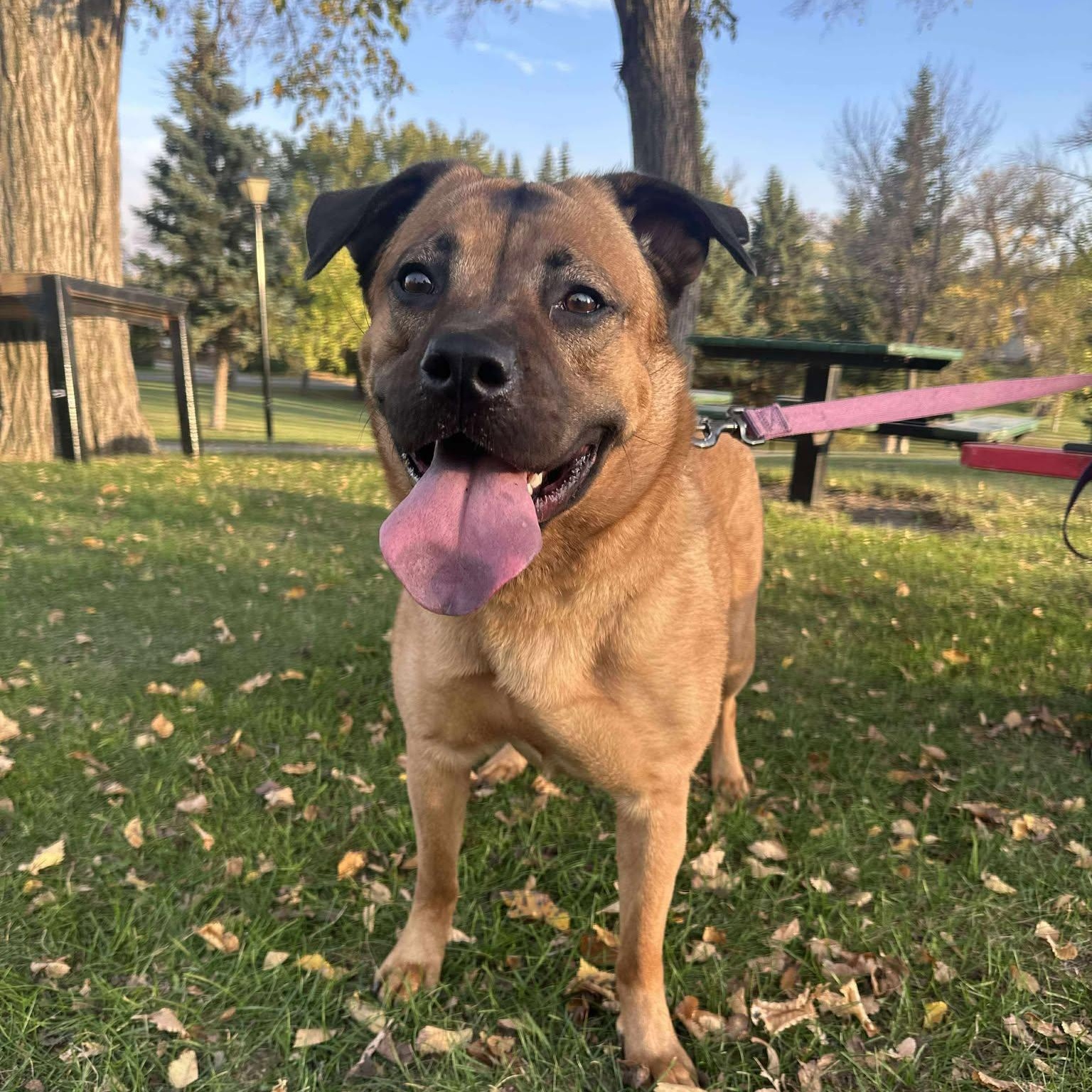 Jinx, Adoptable, Adult Female Shepherd.