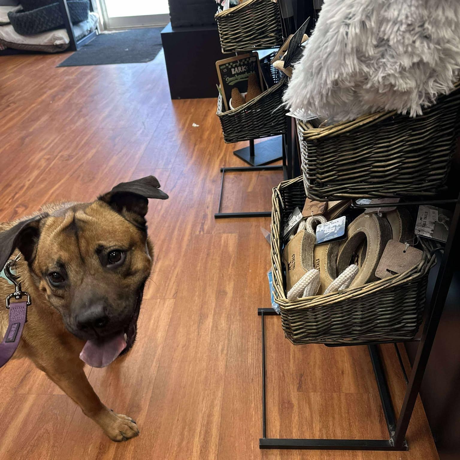 Jinx, a Adoptable mixed breed in New Hamburg, ON image 5/6