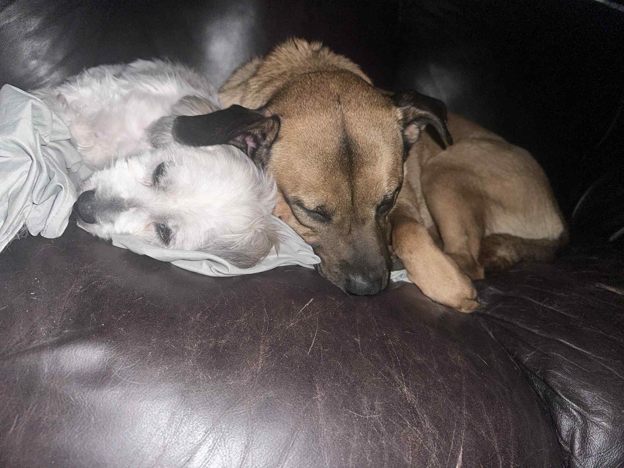 Jinx, a Adoptable mixed breed in New Hamburg, ON image 6/6