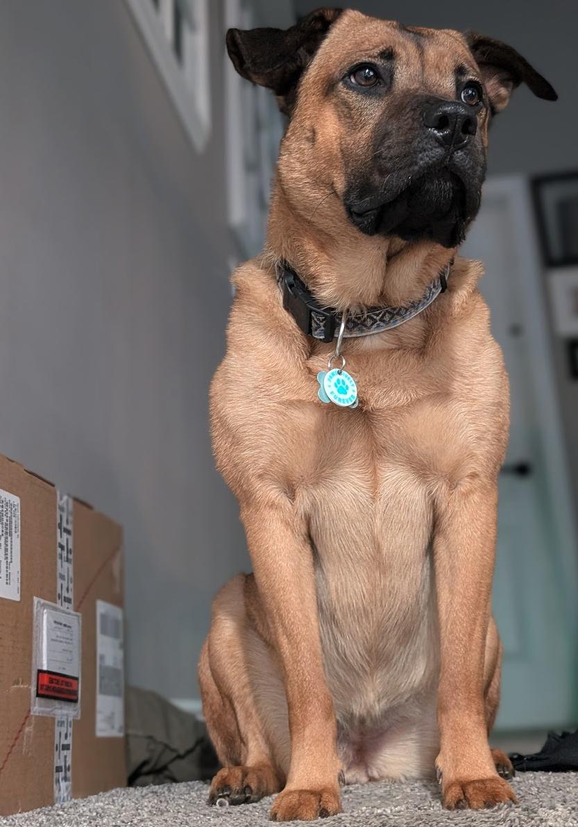 Jinx, a Adoptable mixed breed in New Hamburg, ON image 2/6