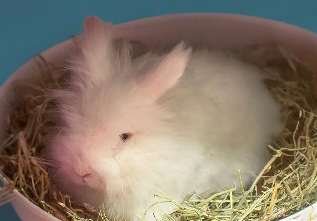 QUINN, Adoptable, Adult Male Bunny Rabbit.