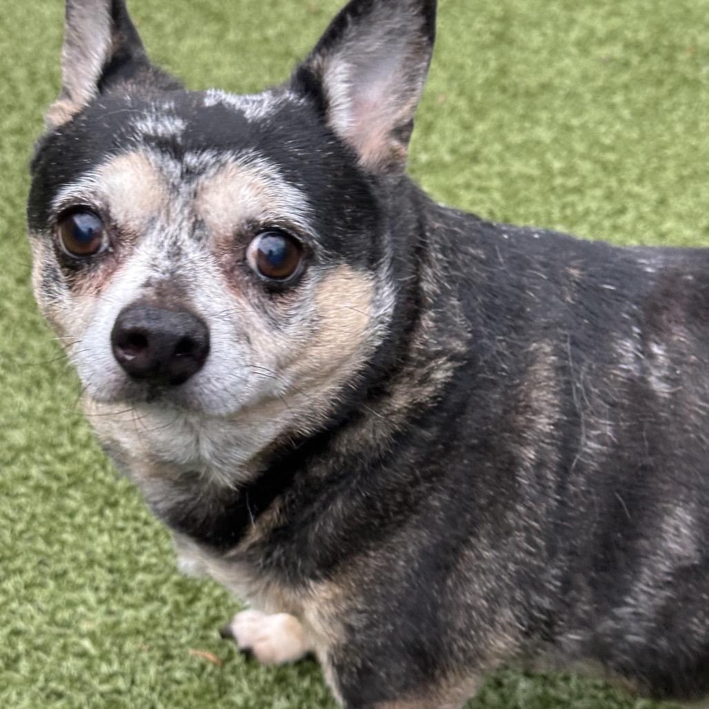 Trixie, a Adoptable mixed breed in Greensboro, NC image 2/3