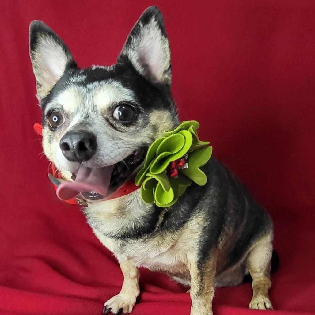 Trixie, a Adoptable mixed breed in Greensboro, NC image 1/3