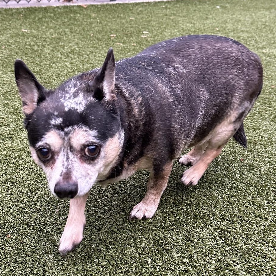 Trixie, a Adoptable mixed breed in Greensboro, NC image 3/3