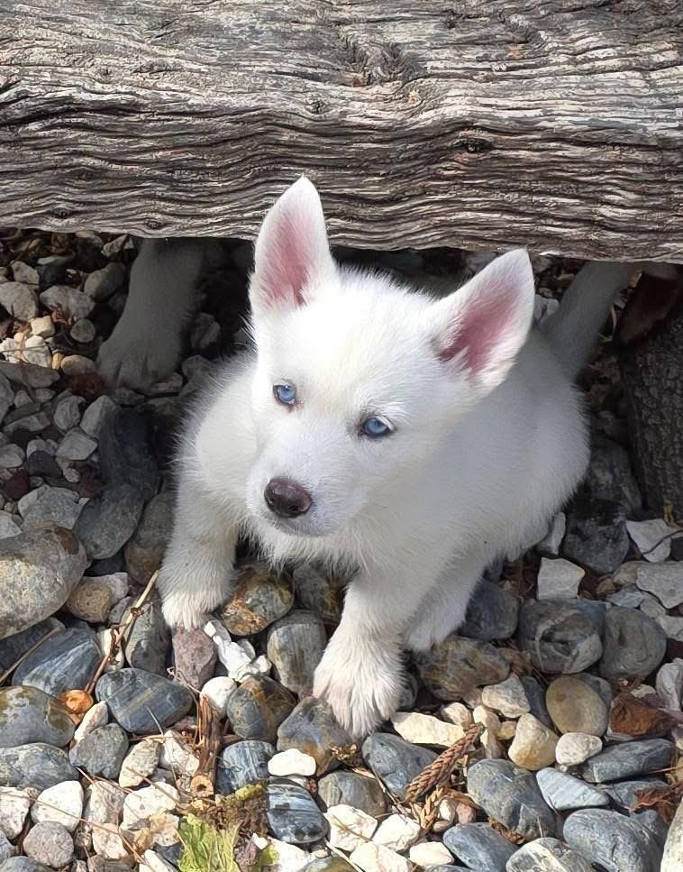 Enlarge Kira & Mishka, a Adopted Siberian Husky in Riverside, CA image 2/6