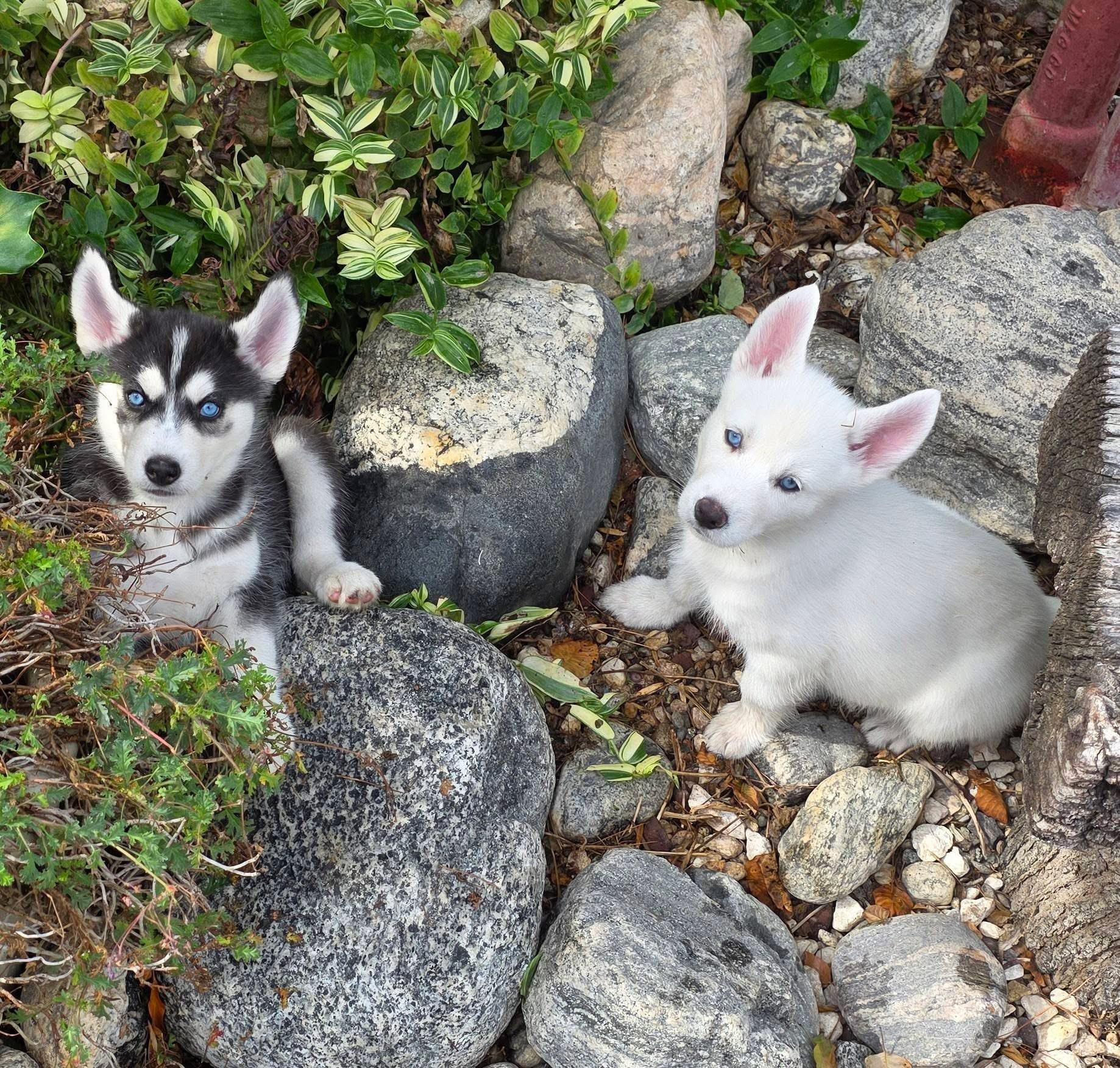 Enlarge Kira & Mishka, a Adopted Siberian Husky in Riverside, CA image 1/6