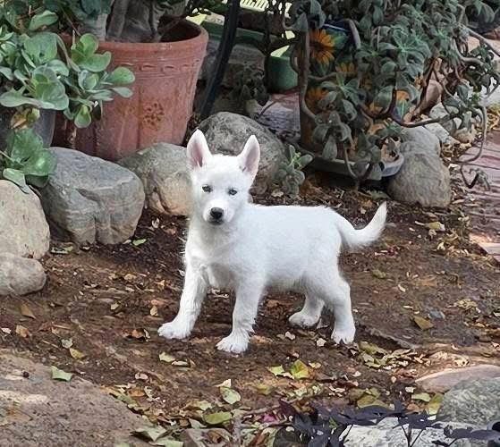 Enlarge Kira & Mishka, a Adopted Siberian Husky in Riverside, CA image 3/6