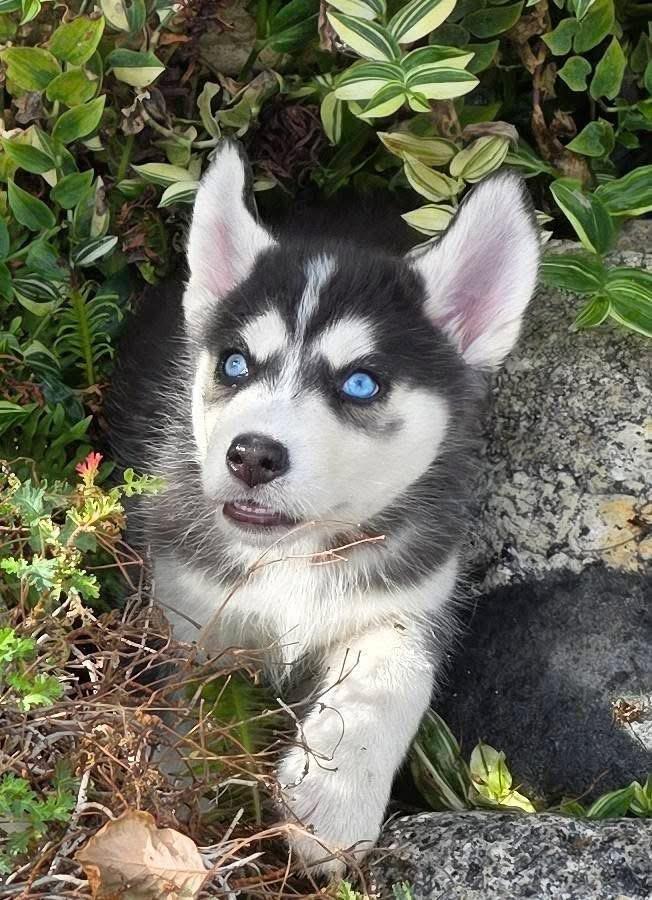 Enlarge Kira & Mishka, a Adopted Siberian Husky in Riverside, CA image 4/6