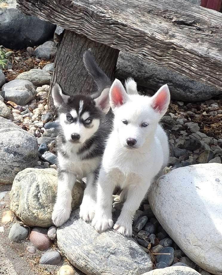 Kira & Mishka
