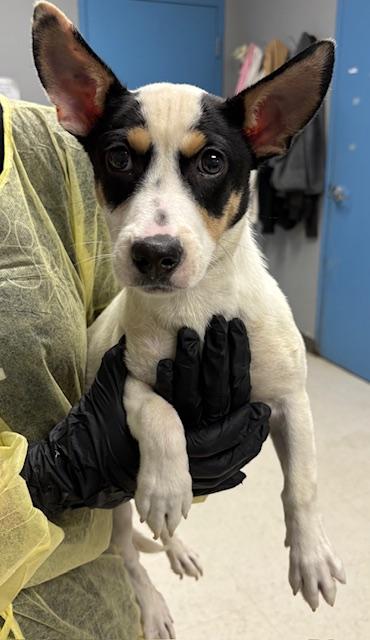 Toast, an adoptable Jack Russell Terrier in Chattanooga, TN_image-1
