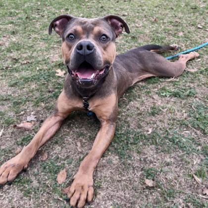 Ravioli, Adoptable, Adult Male Pit Bull Terrier & Mixed Breed.