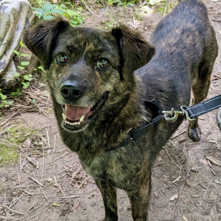 STAR, Young Female Mountain Cur