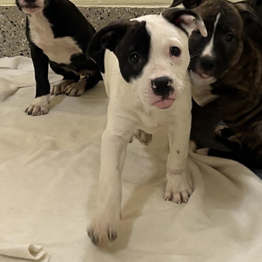 Coral, Adoptable, Puppy Female Mixed Breed.
