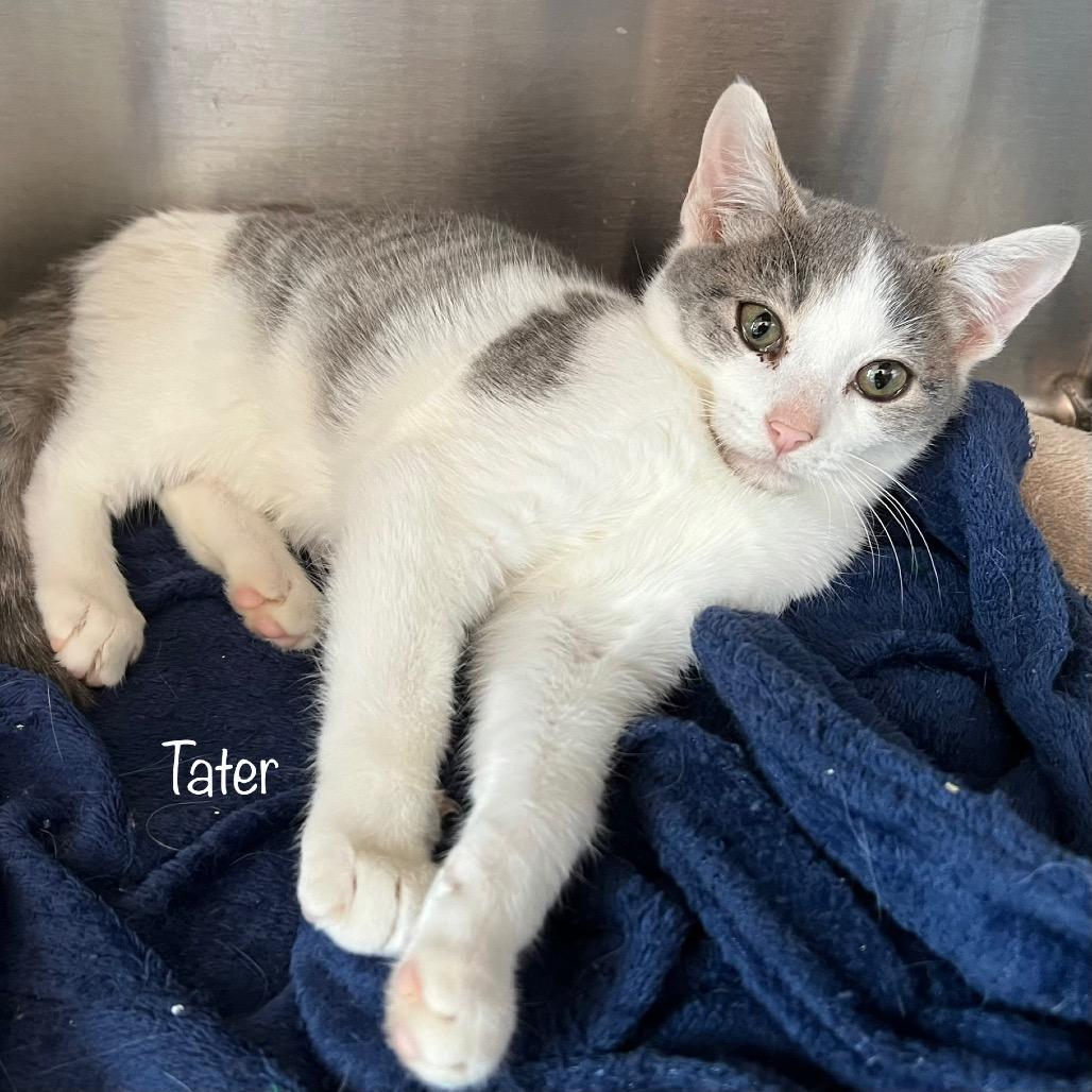 Tater, Adoptable, Kitten Male Domestic Short Hair & Domestic Short Hair.