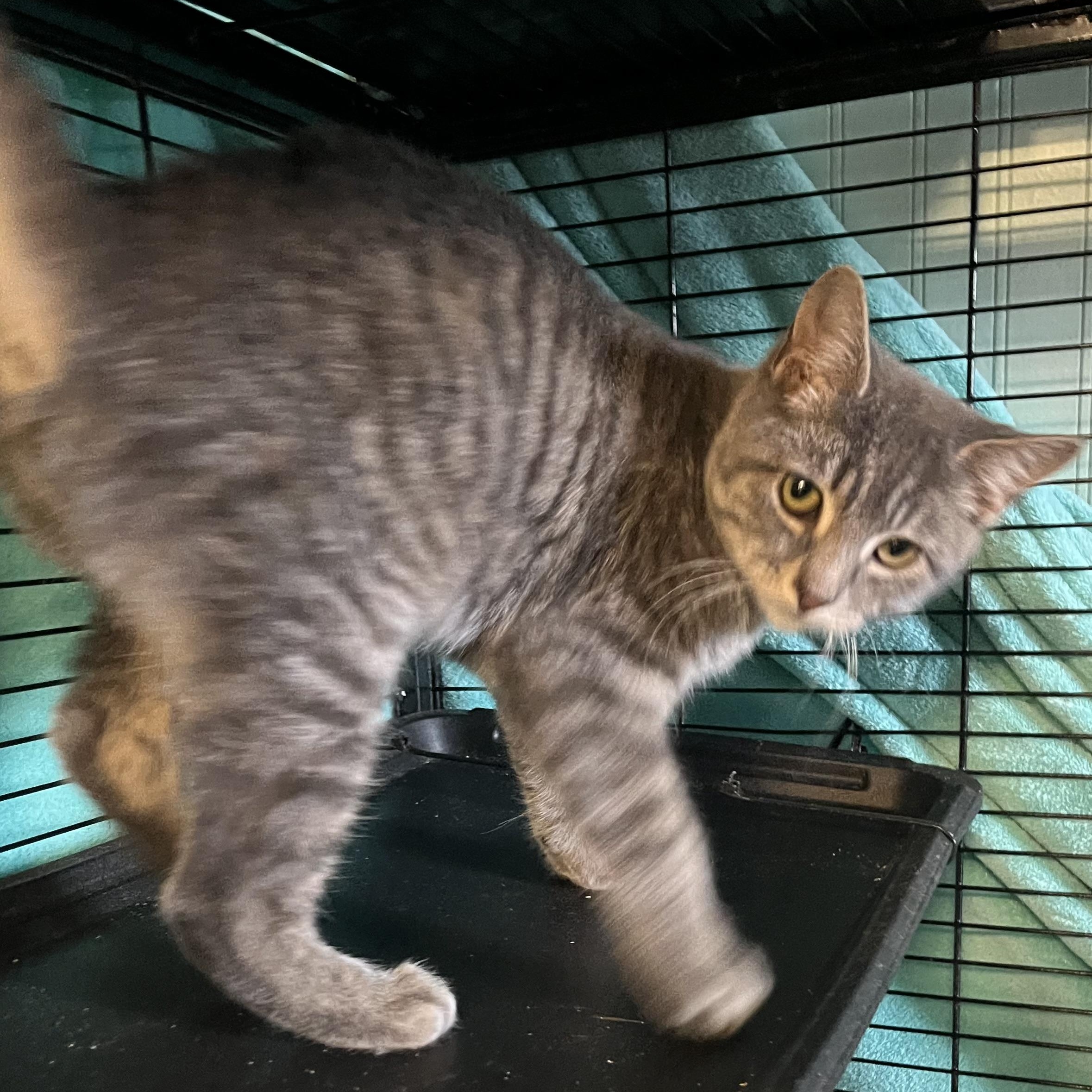 Rex, adopted, Kitten Male Domestic Short Hair.