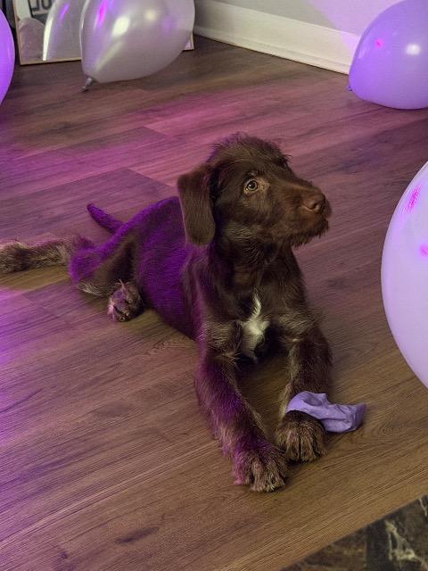 COFFEE, Adoptable, Puppy Male Labrador Retriever & Terrier.