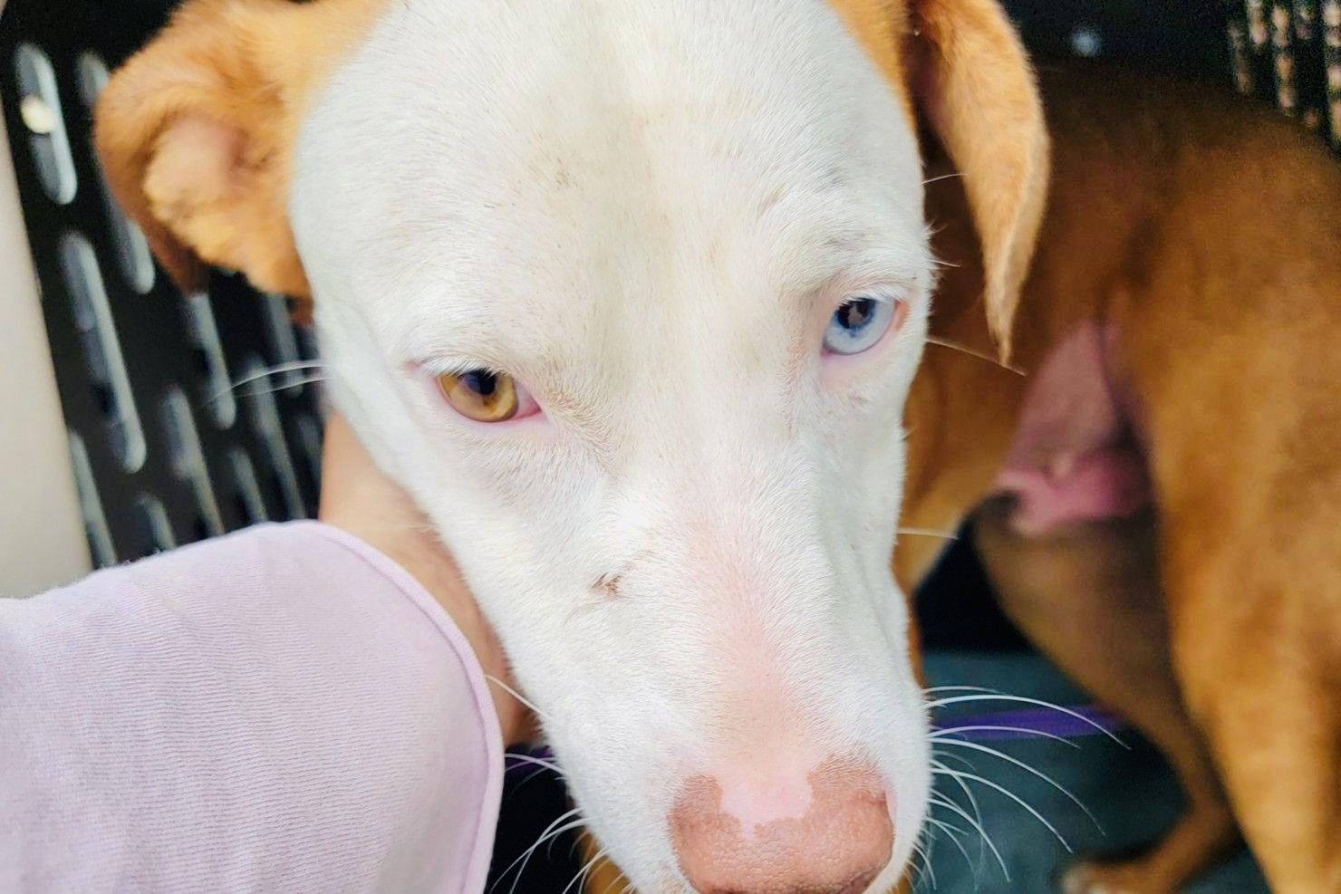 Enlarge Ozzy RDS, a Adoptable Labrador Retriever in Rockaway, NJ image 1/2