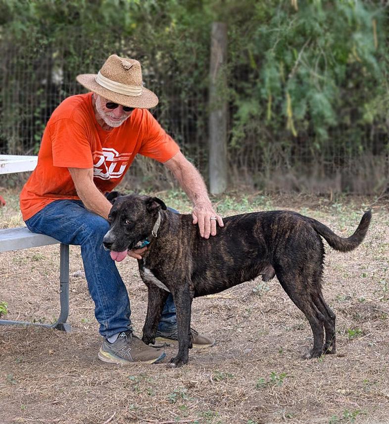 Augustus, Adoptable, Adult Male Labrador Retriever & Mixed Breed.
