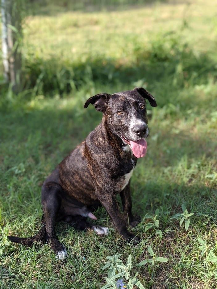 Augustus, Adoptable, Adult Male Labrador Retriever & Mixed Breed.