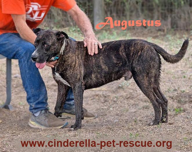 Enlarge Augustus, a Adoptable mixed breed in Mission, TX image 4/5