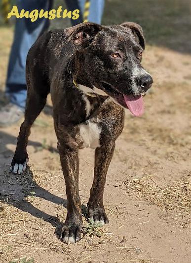 Enlarge Augustus, a Adoptable mixed breed in Mission, TX image 5/5