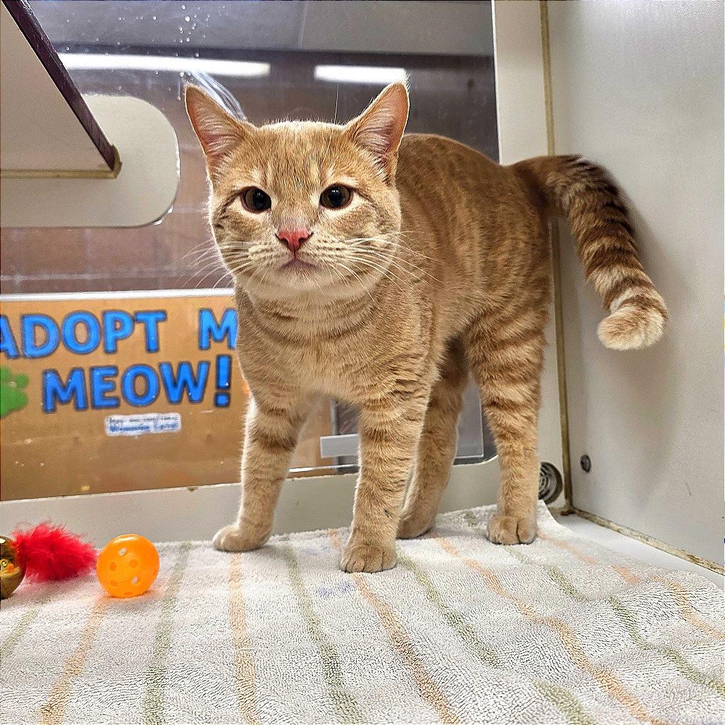 Jerry, a Adoptable Domestic Short Hair in Cheyenne, WY image 1/2