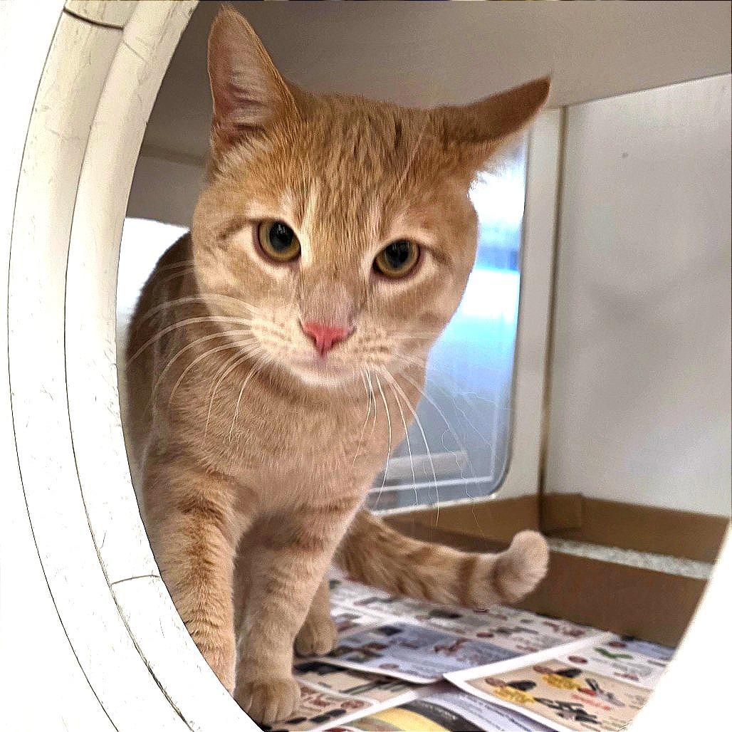 Jerry, a Adoptable Domestic Short Hair in Cheyenne, WY image 2/2