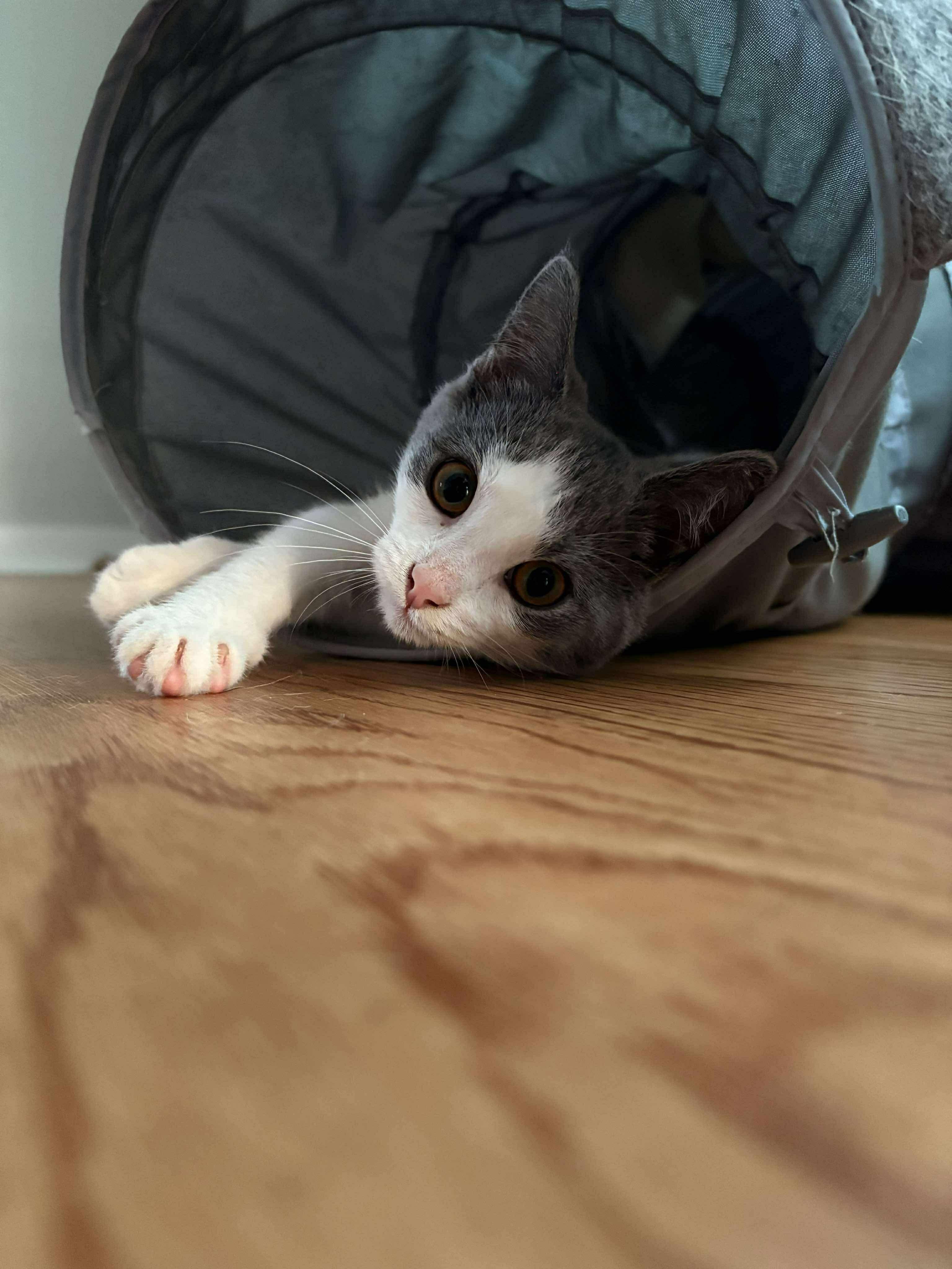 Izzy
