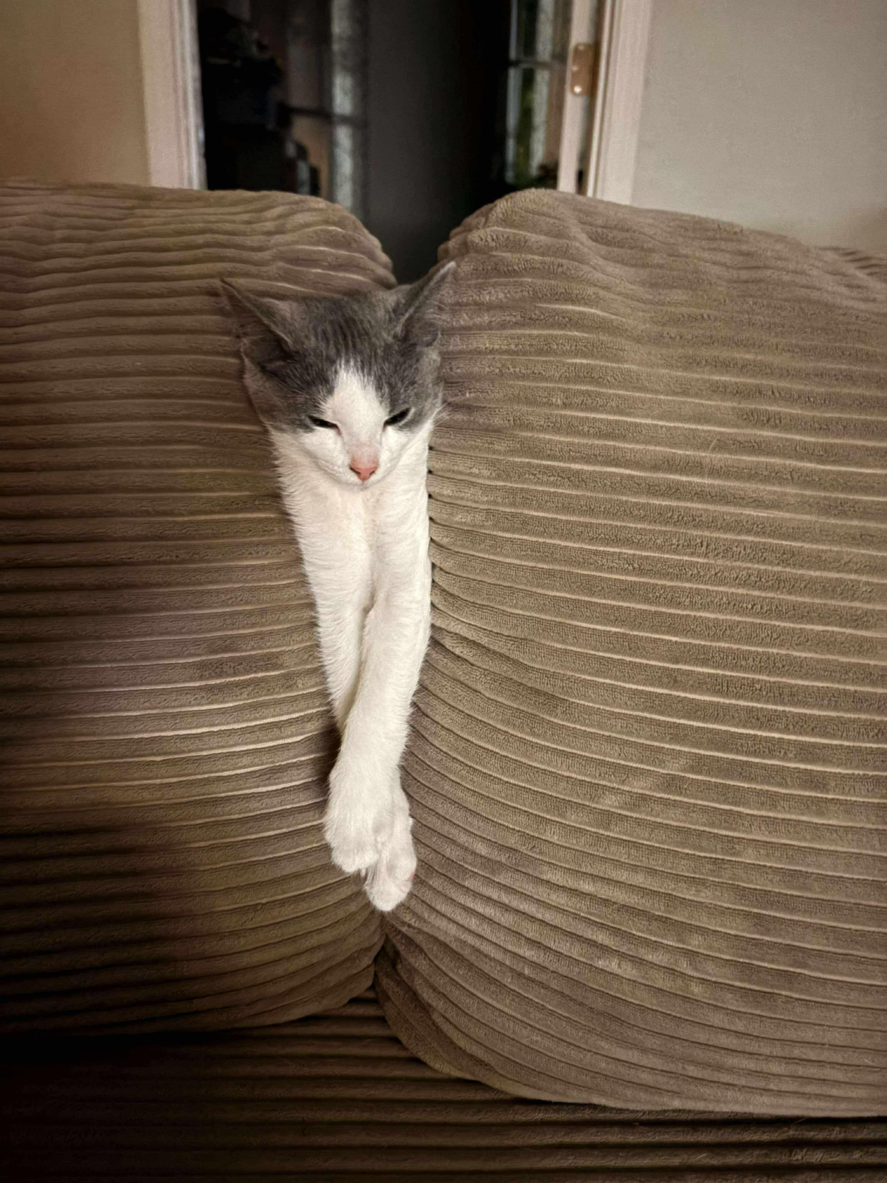 Izzy