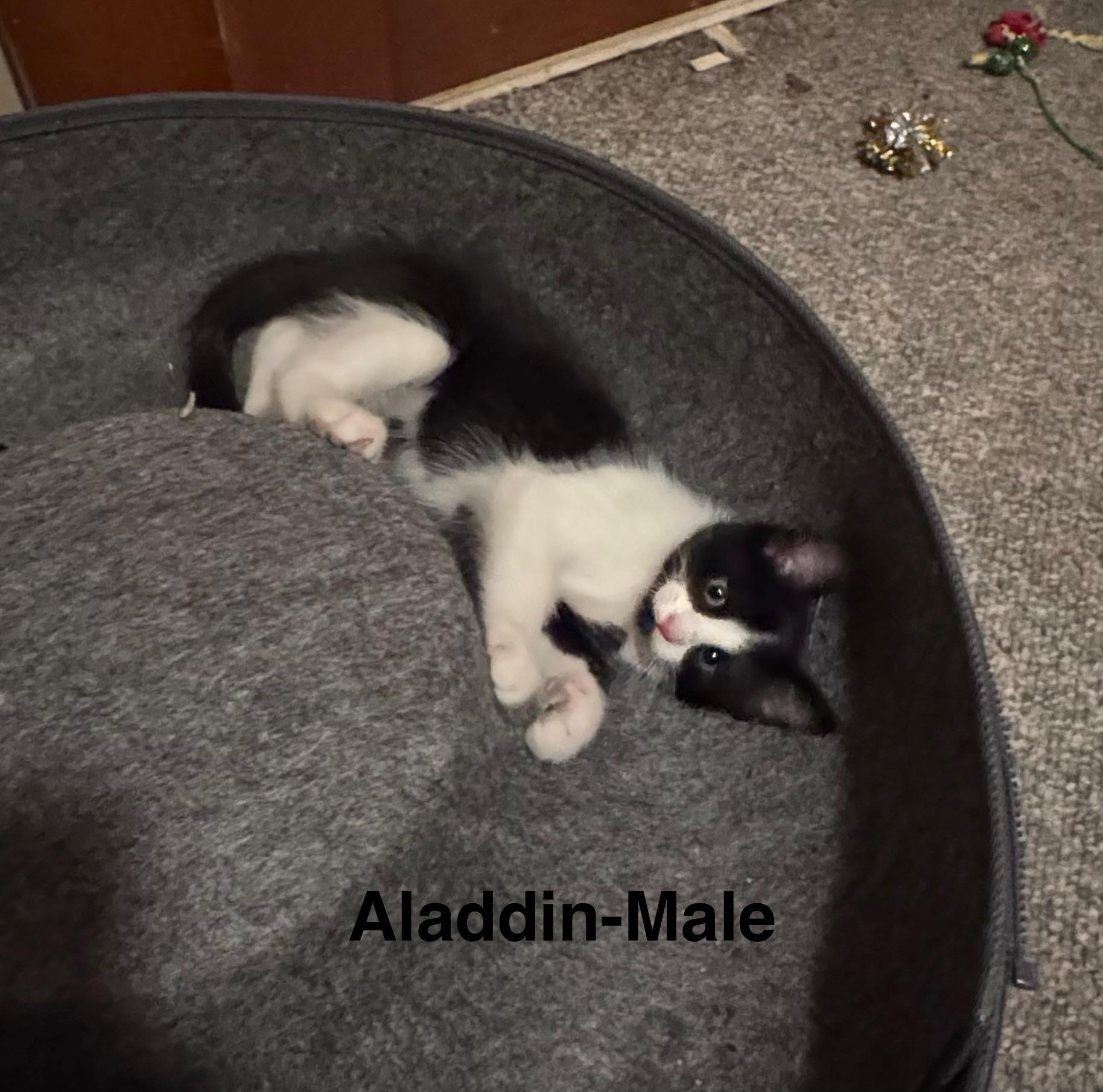 Enlarge Aladdin, a Adoptable Domestic Medium Hair in Crystal Lake, IL image 1/1