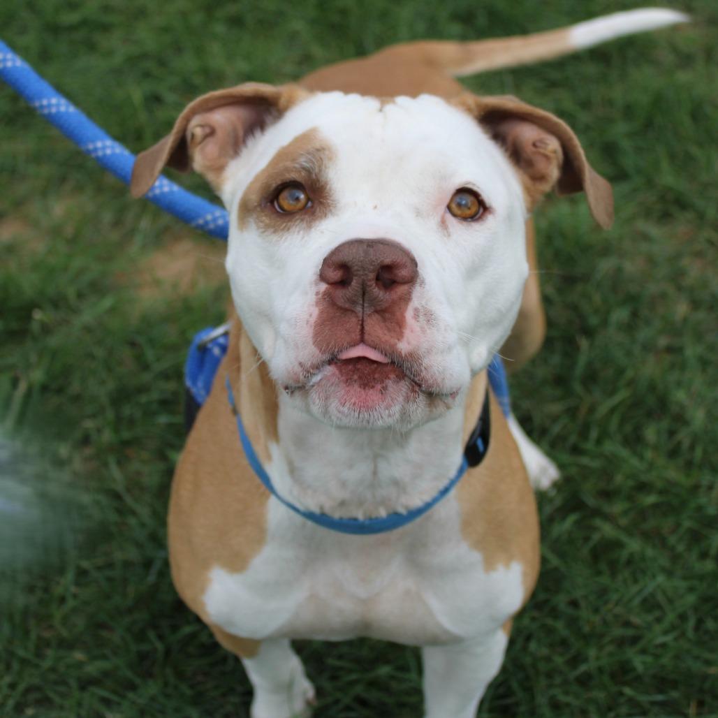 Enlarge Annie Marie, a Adoptable Pit Bull Terrier in Champaign, IL image 1/5