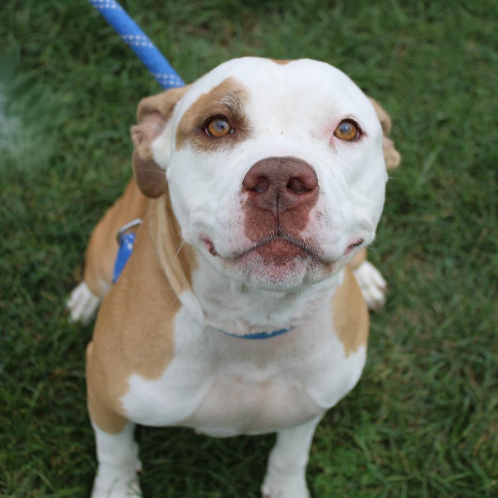 Enlarge Annie Marie, a Adoptable Pit Bull Terrier in Champaign, IL image 2/5