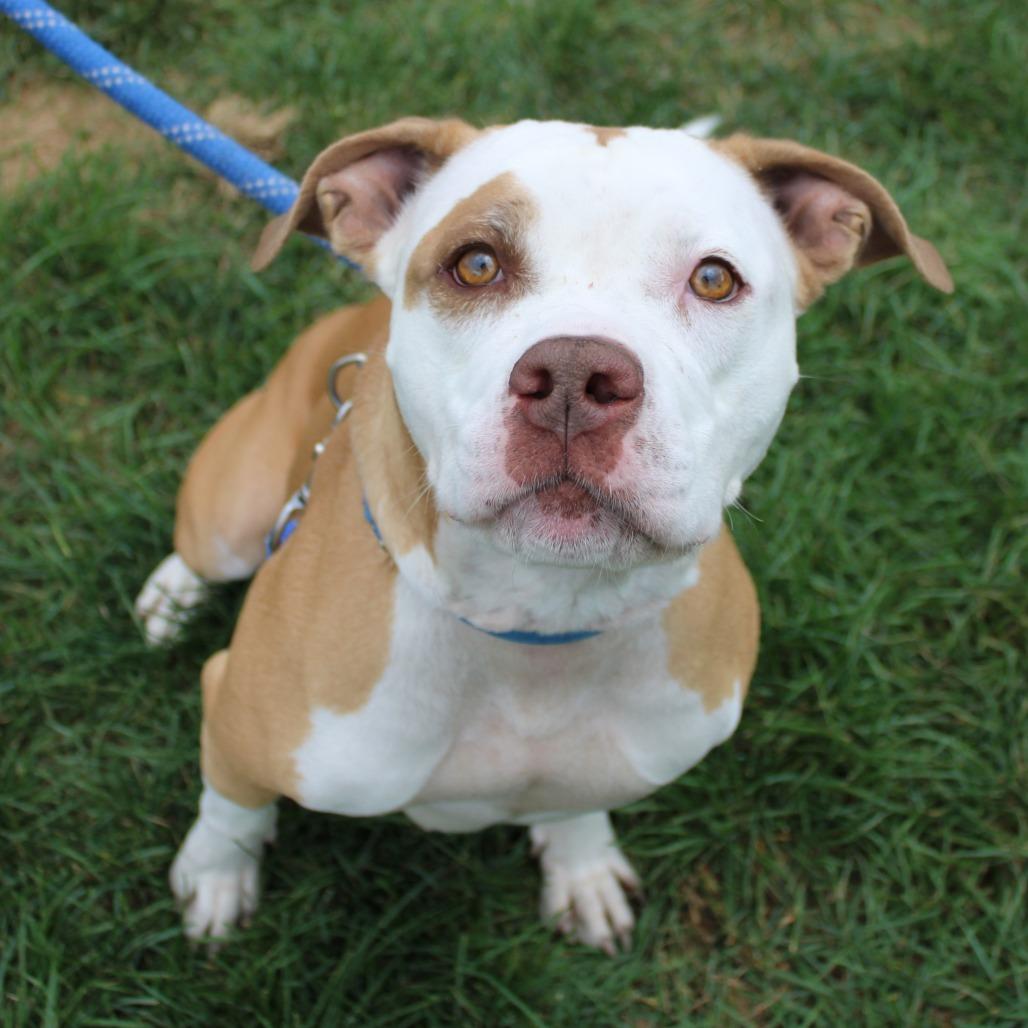 Enlarge Annie Marie, a Adoptable Pit Bull Terrier in Champaign, IL image 3/5