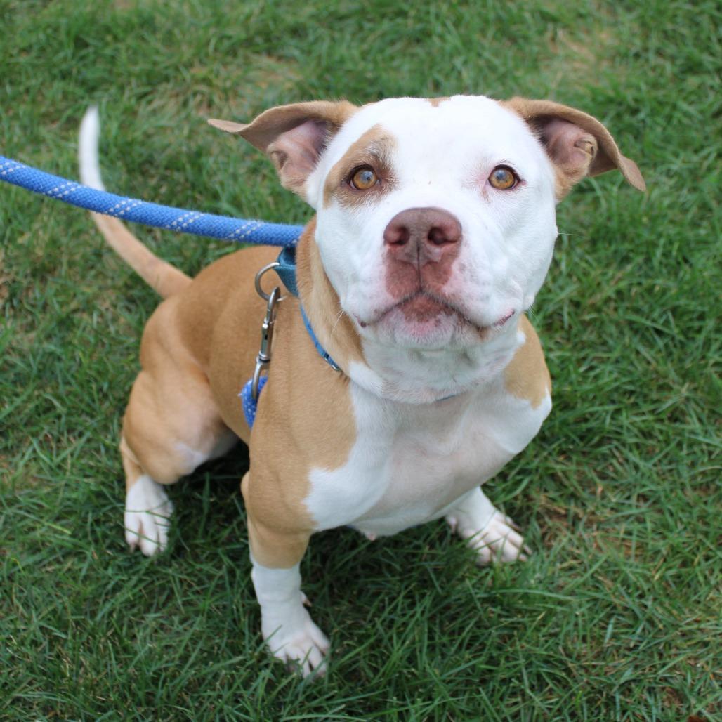 Enlarge Annie Marie, a Adoptable Pit Bull Terrier in Champaign, IL image 4/5