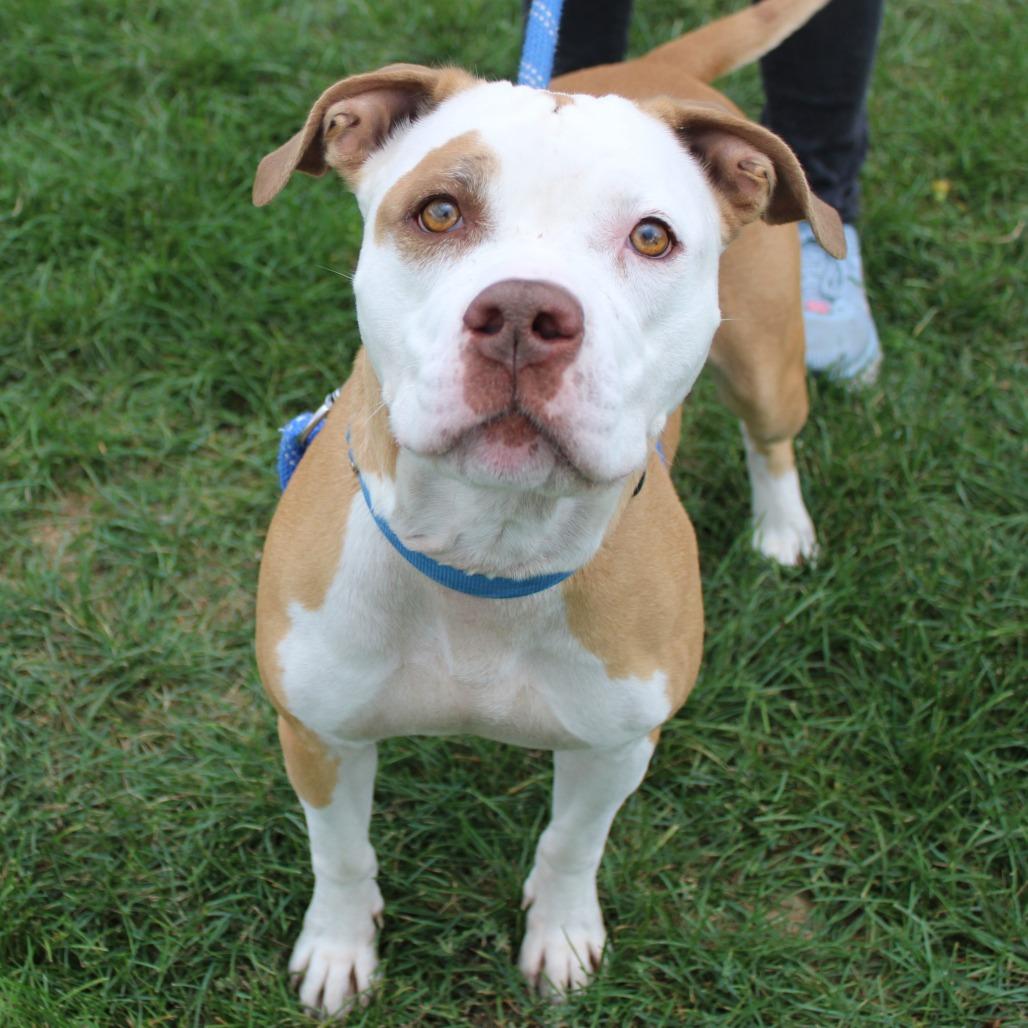 Enlarge Annie Marie, a Adoptable Pit Bull Terrier in Champaign, IL image 5/5