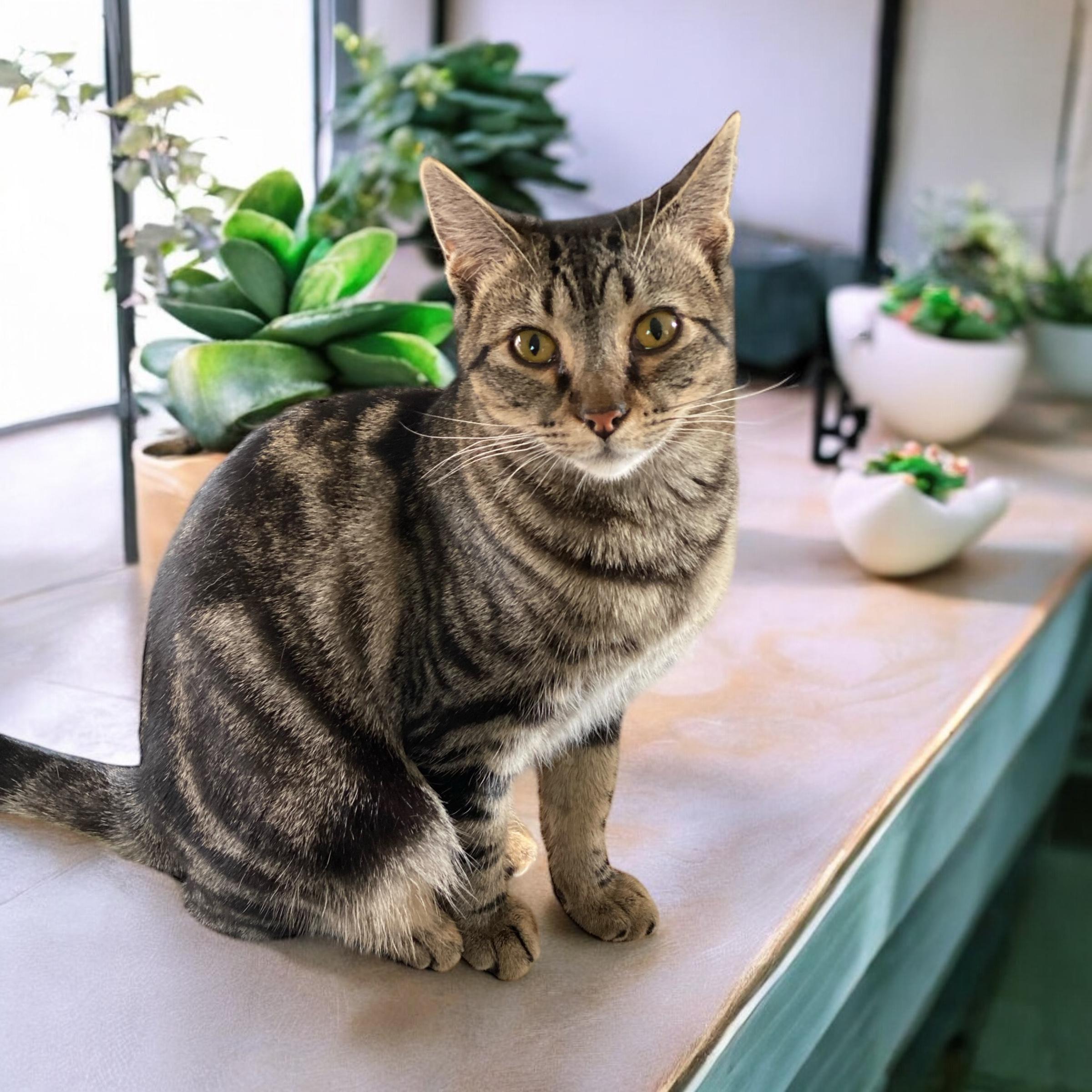 Sage, Adoptable, Young Female Domestic Short Hair.