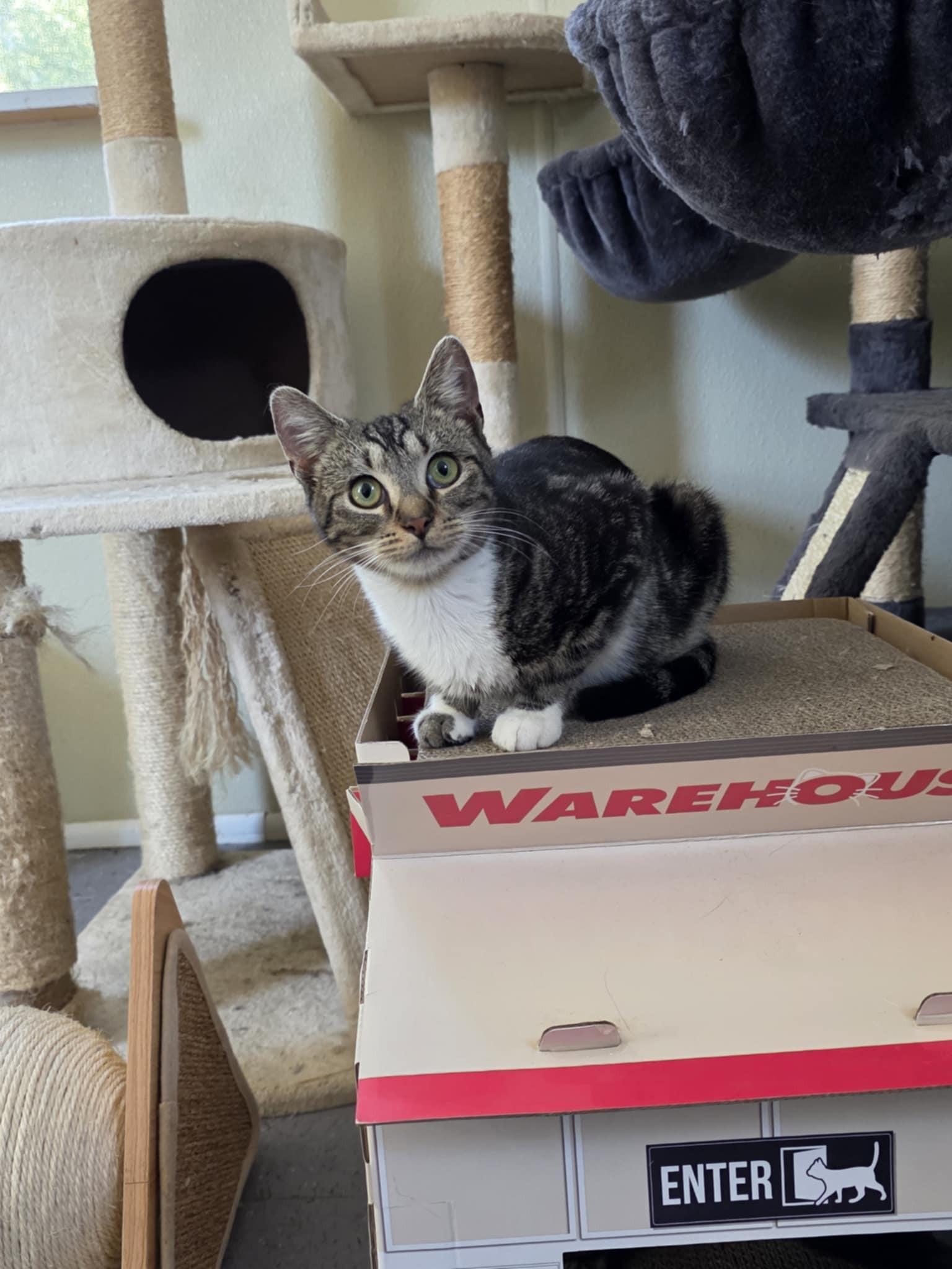 Enlarge Archer, a ADOPTABLE Domestic Short Hair in Umatilla, FL image 5/5