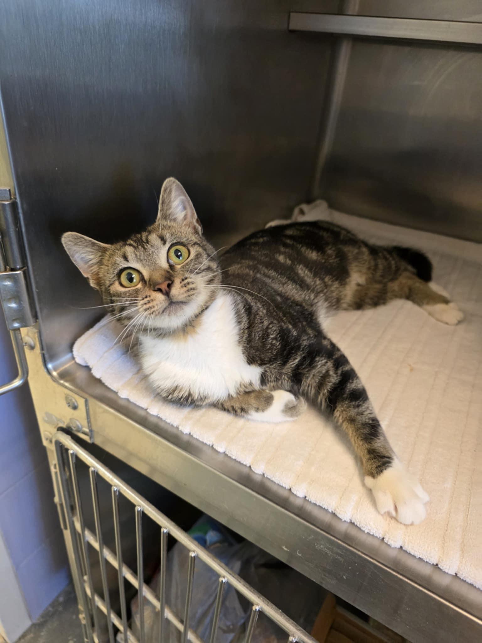 Enlarge Archer, a ADOPTABLE Domestic Short Hair in Umatilla, FL image 2/5