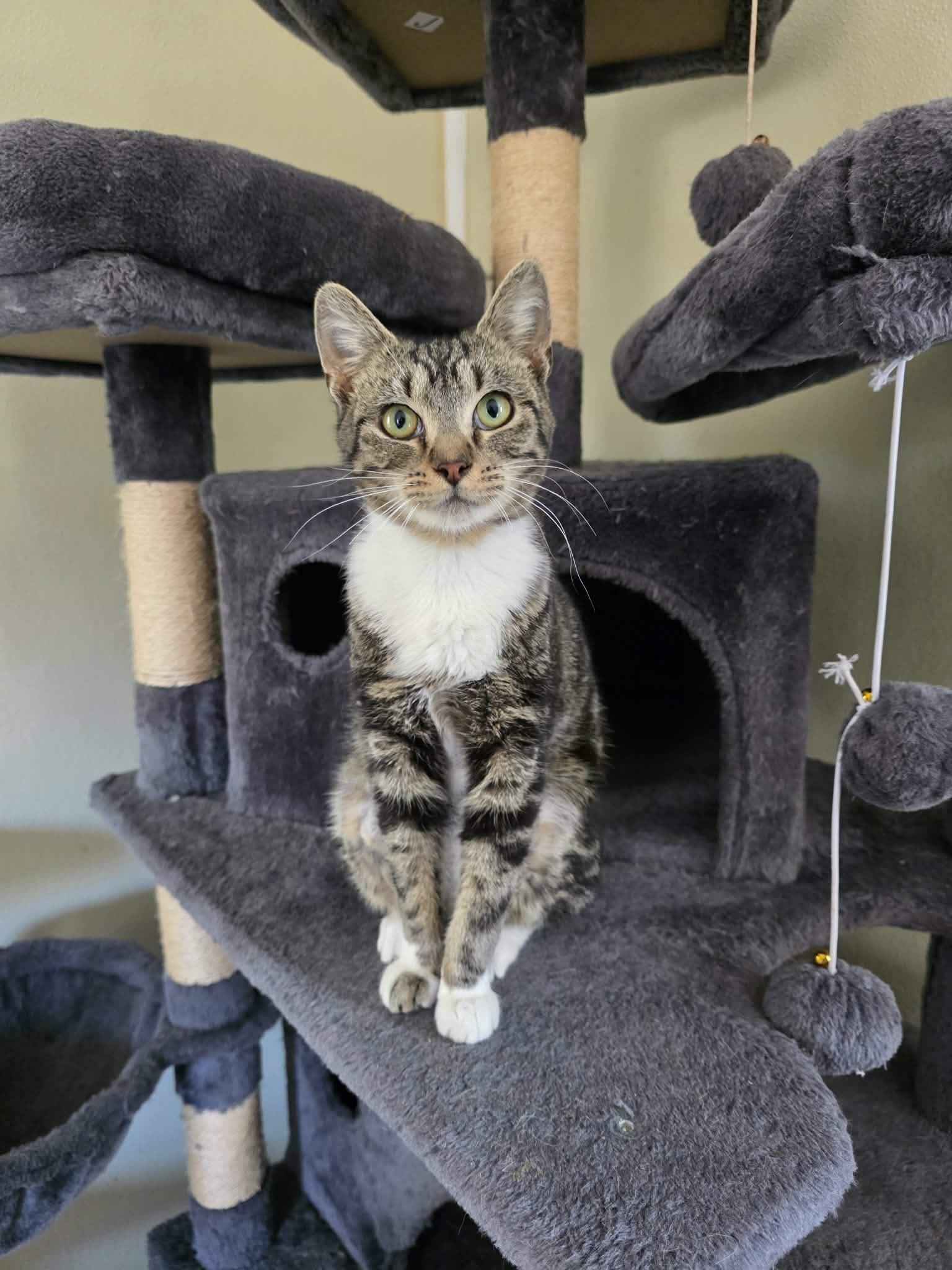 Archer, ADOPTABLE, Kitten Male Domestic Short Hair.