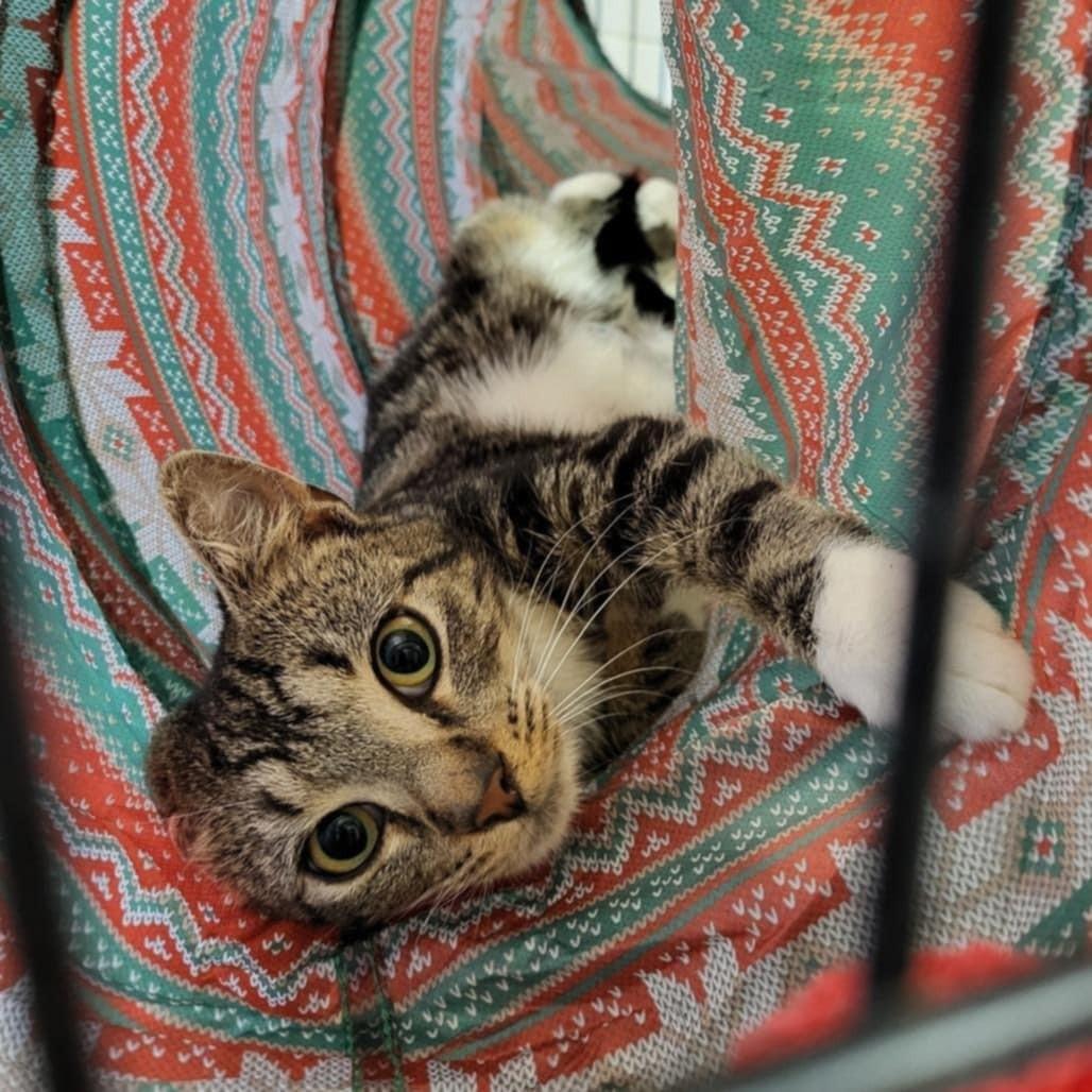 Enlarge Archer, a ADOPTABLE Domestic Short Hair in Umatilla, FL image 4/5