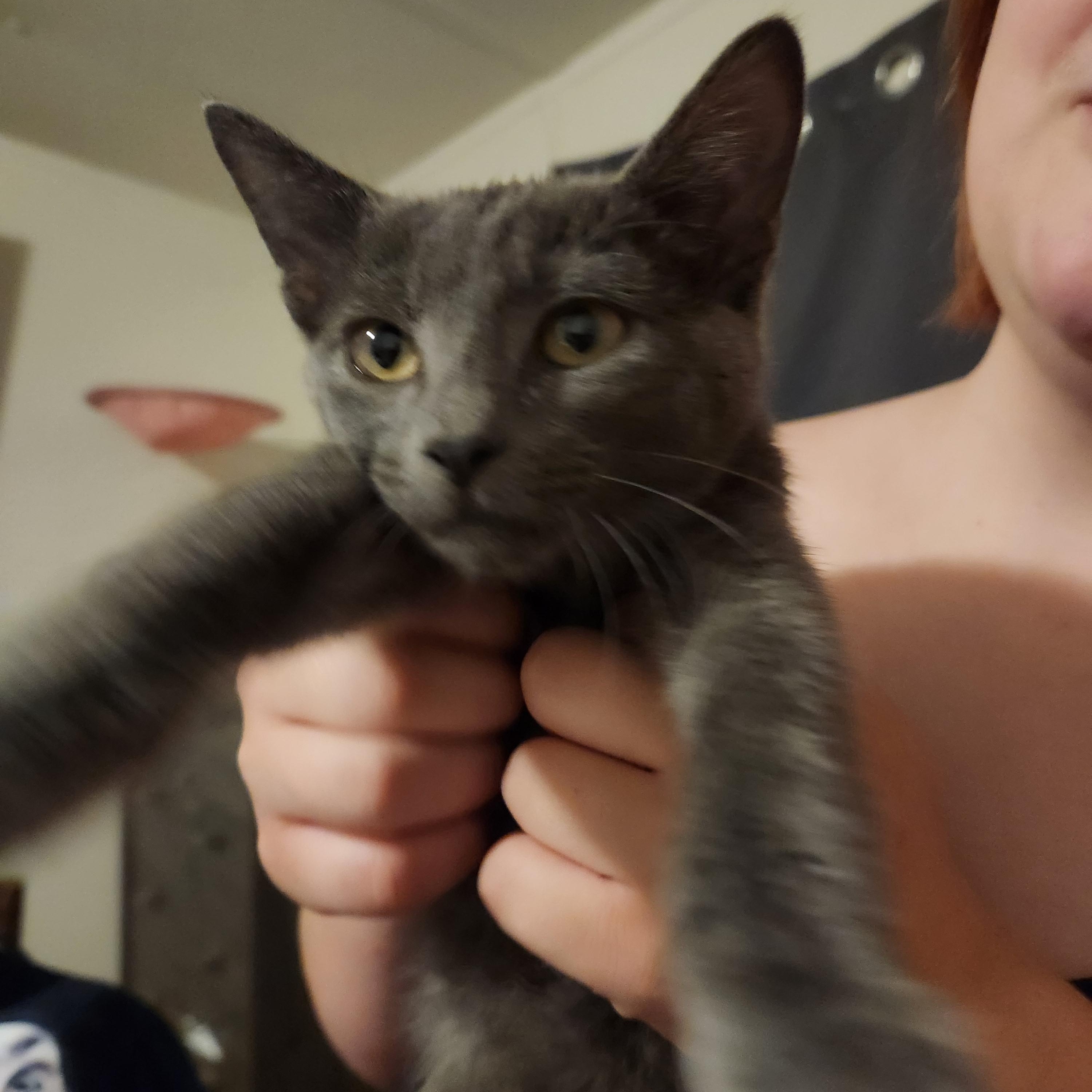Gadget, a ADOPTABLE Domestic Short Hair in Mount Pleasant, TX image 2/3