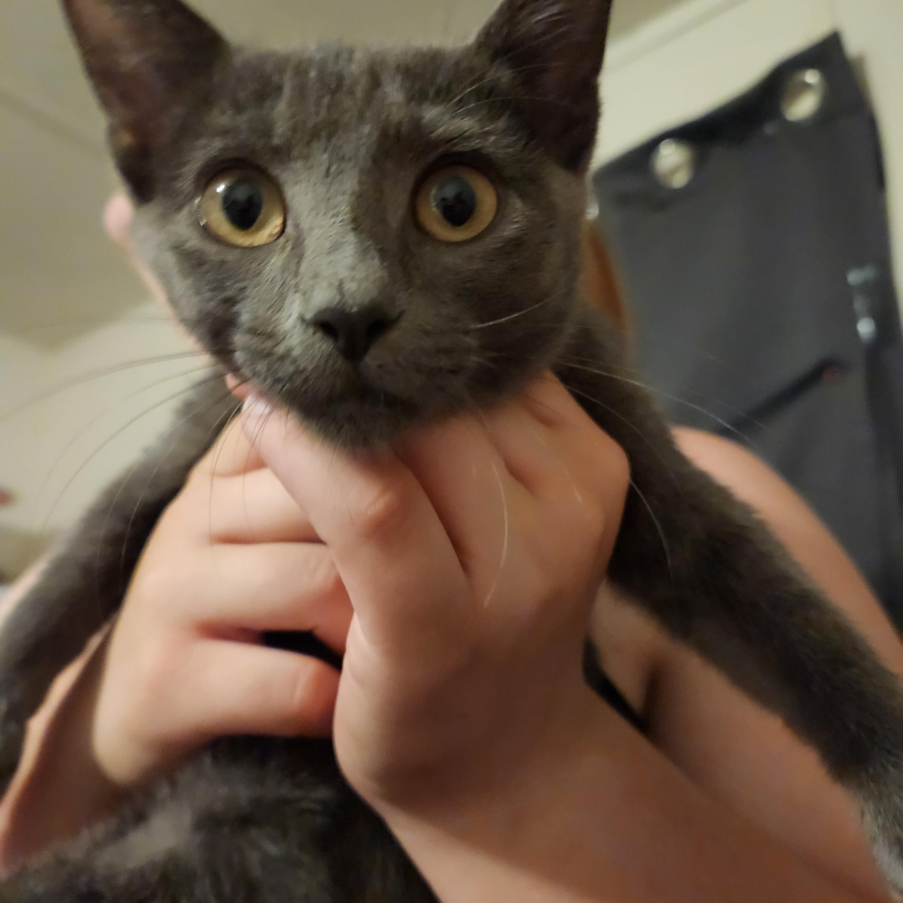 Gadget, ADOPTABLE, Young Male Domestic Short Hair.
