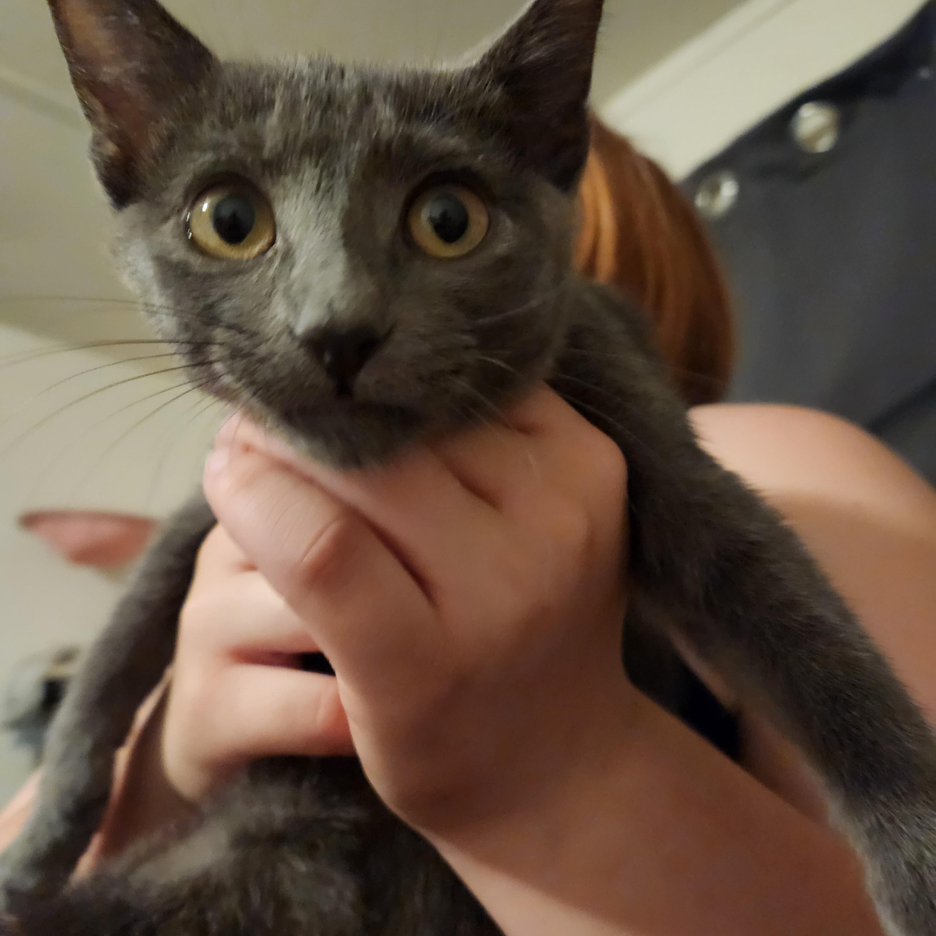 Gadget, a ADOPTABLE Domestic Short Hair in Mount Pleasant, TX image 3/3