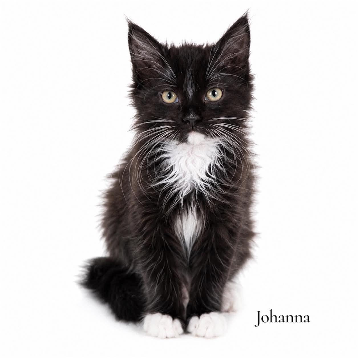 Johanna, ADOPTABLE, Kitten Female Domestic Long Hair.