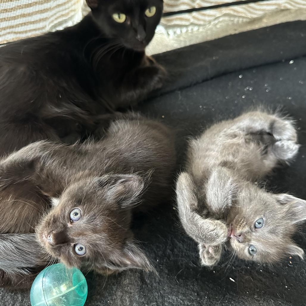 Enlarge Flossie, a Adoptable Domestic Short Hair in Juno Beach, FL image 1/4